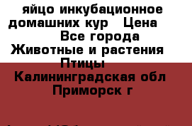 яйцо инкубационное домашних кур › Цена ­ 25 - Все города Животные и растения » Птицы   . Калининградская обл.,Приморск г.